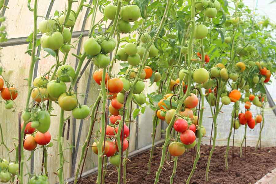 Описание сорта томата винтейдж вайн, его характеристика и урожайность