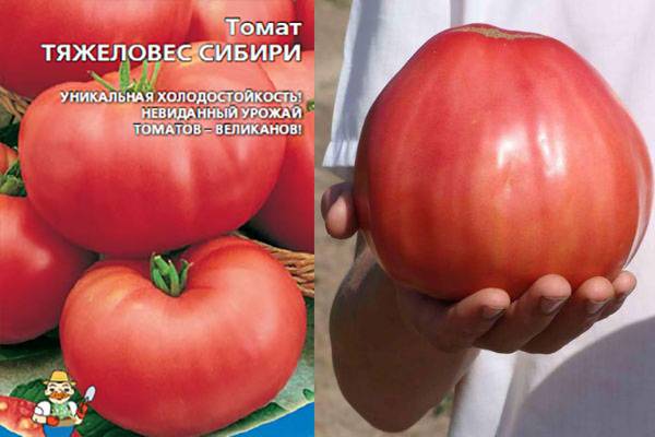 Томат сибирский козырь: характеристика и описание сорта, урожайность с фото