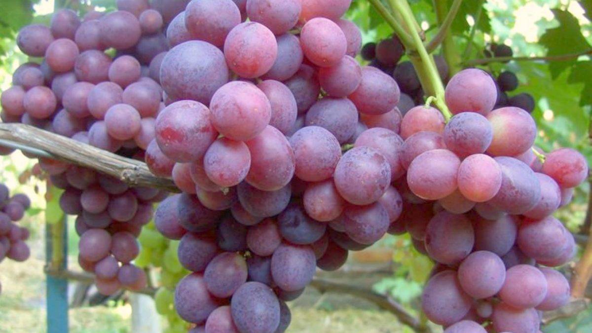 Амурский виноград: описание сорта, правила посадки и ухода