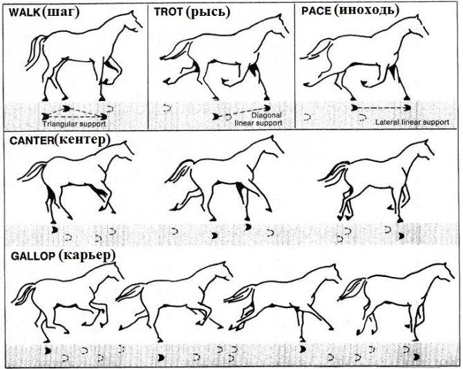 Виды и особенности естественных и искусственных аллюров лошадей