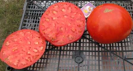 Характеристика и описание сорта томата лабрадор, его урожайность