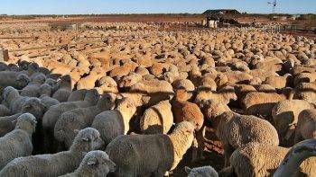 Какие виды продукции получают от овцеводства и что является наиболее ценным