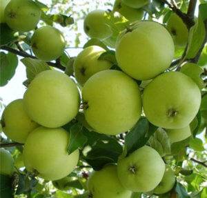 Описание и характеристики сорта яблони жигулевское, поэтапная посадка и уход
