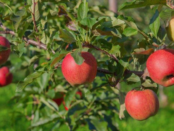 Яблоня слава победителям: особенности сорта и ухода