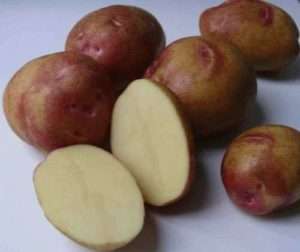 Картофель пикассо – подробное описание высокоурожайного голландского сорта