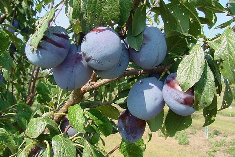 Слива этюд: описание сорта, правила посадки и ухода за плодовым деревом