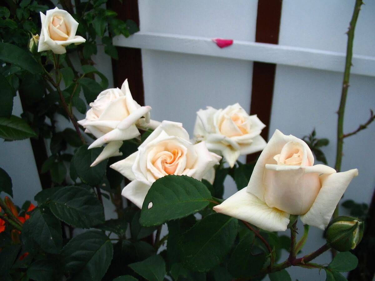 Роза осирия (osiria) — описание сорта из германии