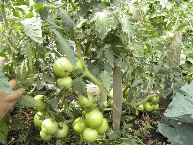 Описание сорта томата ослиные уши, его характеристика и урожайность