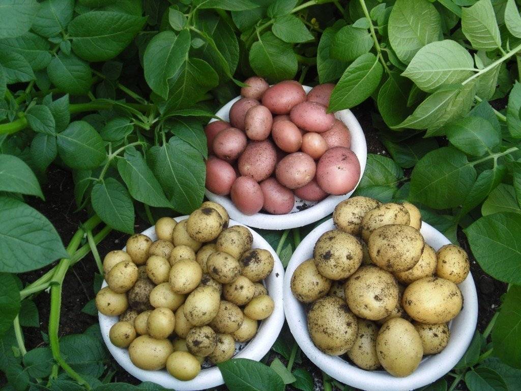 Как выбрать картофель на посадку: лучшие сорта, основные требования