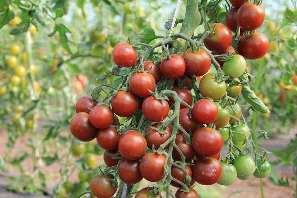 Описание сорта томата Черный жемчуг, особенности выращивания и уход