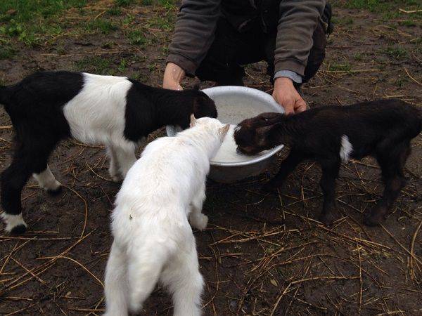 Как кормить козлят: выбор корма и техника кормления