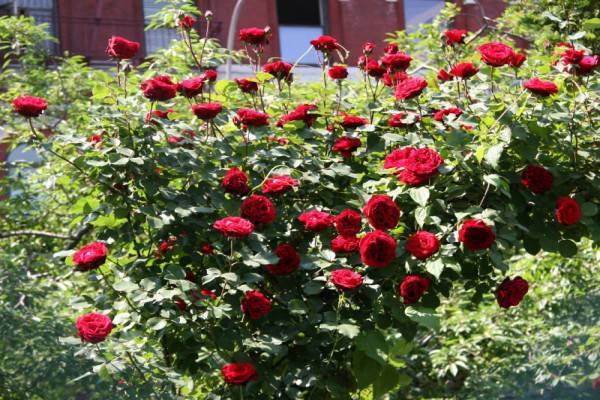 Лучшие сорта плетистых роз для средней полосы россии