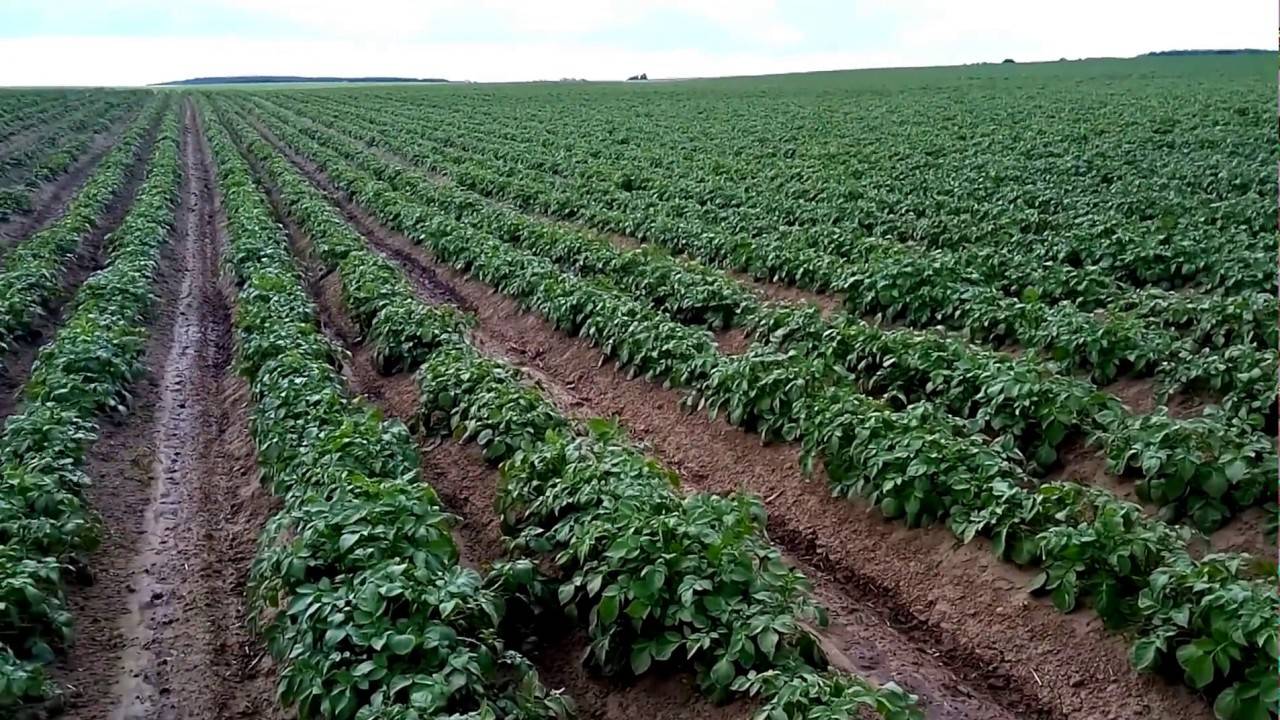 Описание сорта картофеля джувел, его характеристика и урожайность