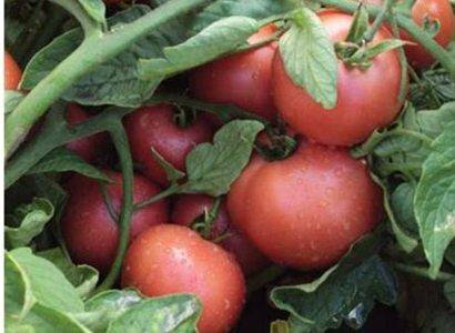 Пинк буш — ранние розовые помидоры