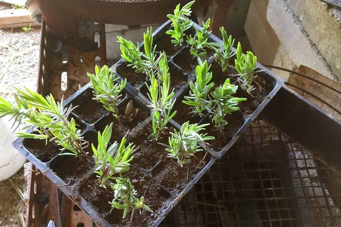 Как вырастить лаванду из черенков и семян в домашних условиях