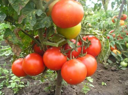 Вспышка — отличный сорт вкусных ультраранних томатов