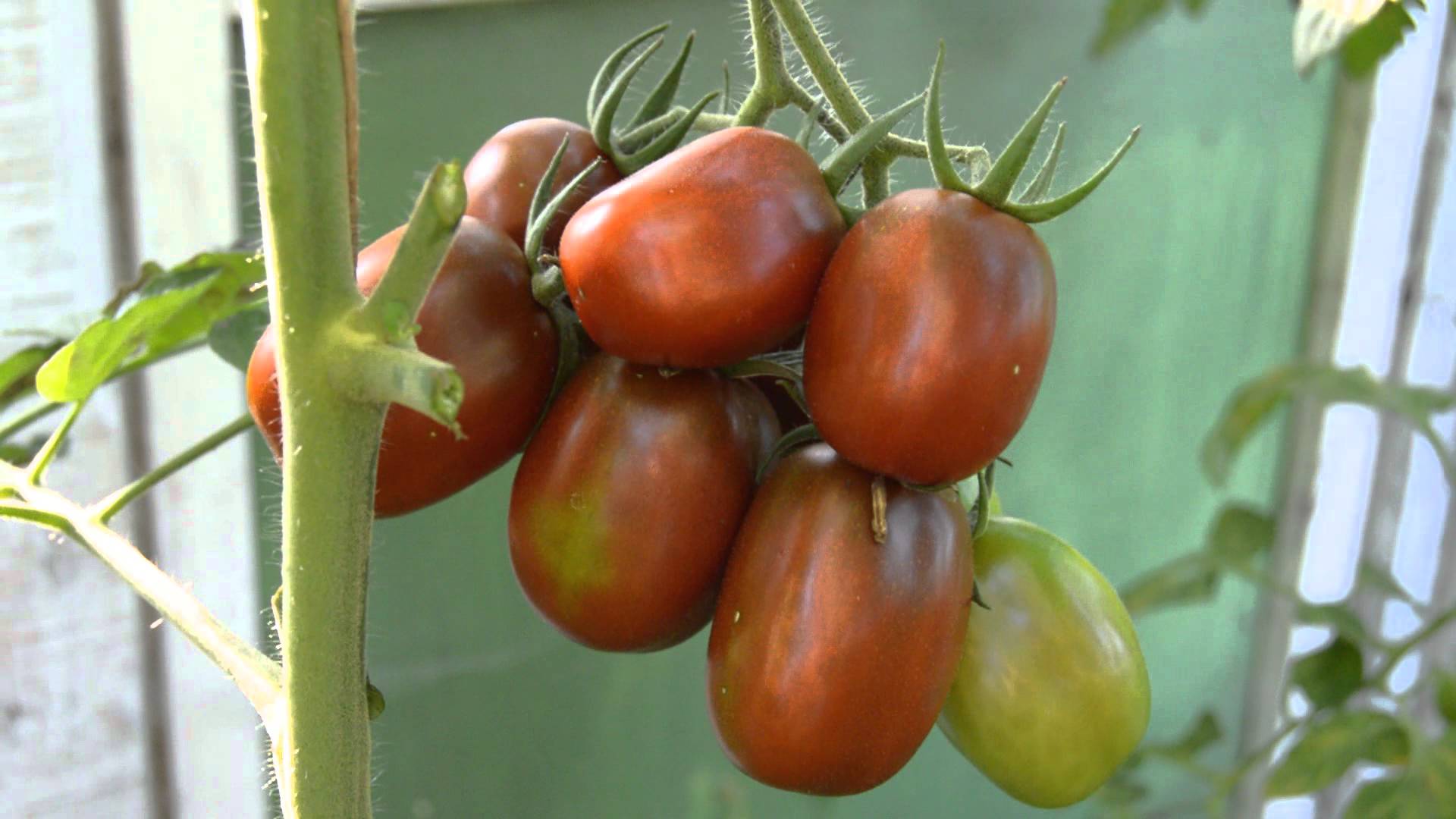 Красивое растение с богатым урожаем сорт томатов — «де барао жёлтый (золотой)»