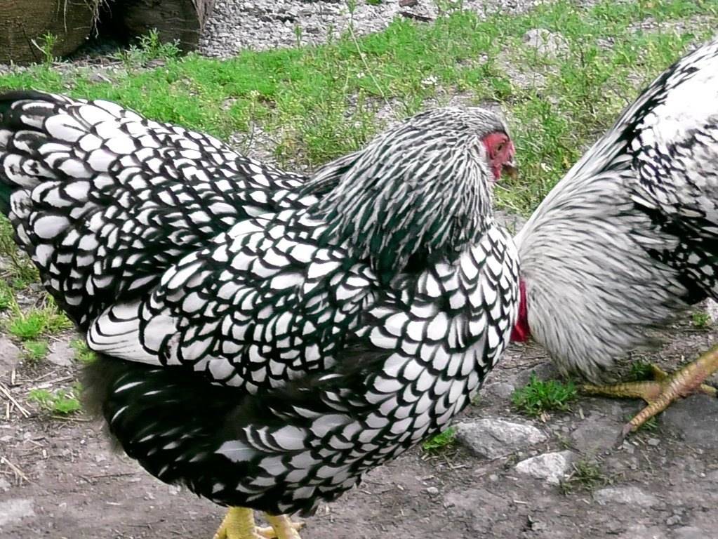 Бентамка: особенности породы кур, виды и выращивание