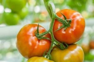 Выращивание помидоров «вверх тормашками»