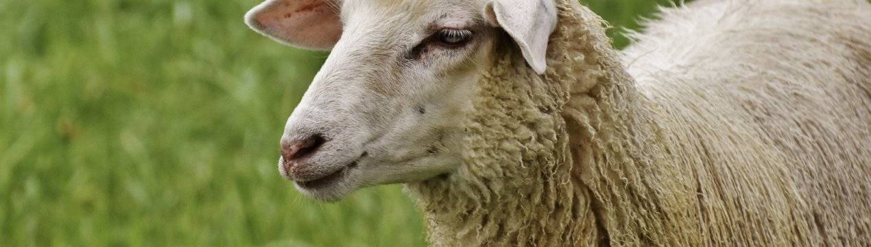 Болезни баранов и их лечение. кашель у овец: причины, симптомы, лечение