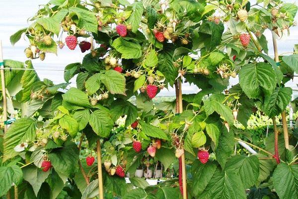 Как посадить малину весной: рекомендации начинающим садоводам