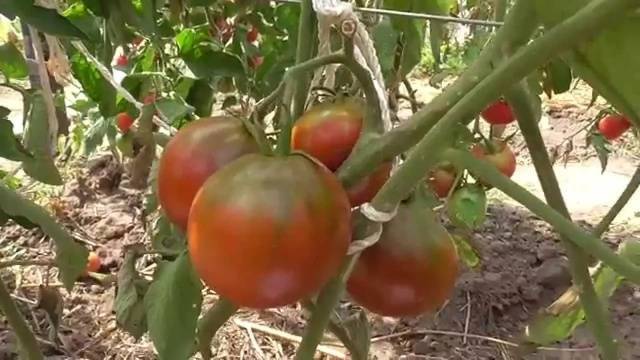 Описание томата сызранская пипочка и советы по выращиванию рассады своими руками