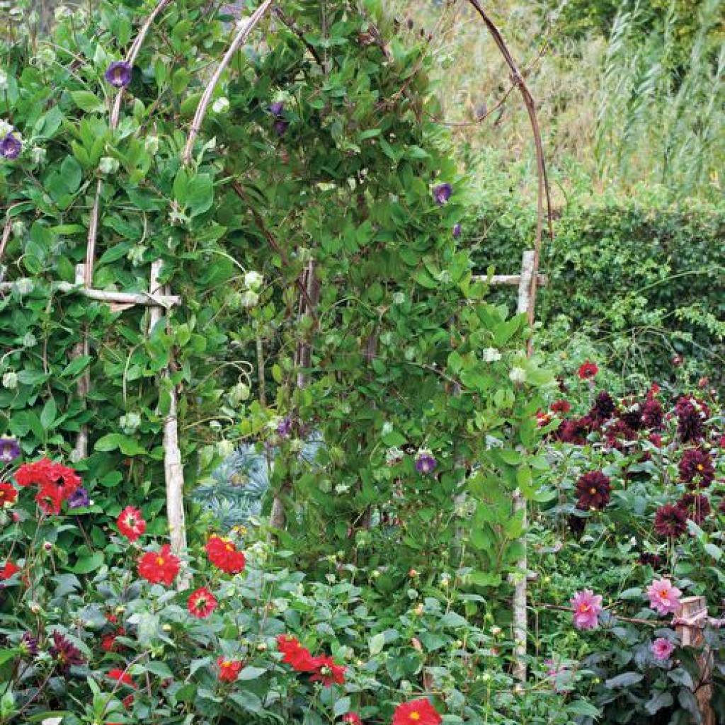 Кобея лазающая в саду: выращивание и фото