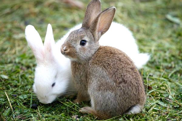 Как определить породу декоративного кролика по внешнему виду. породы декоративных кроликов – фото и названия