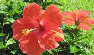 Цветы гибискус (китайская роза) – hibiscus: выращивание, описание и фото