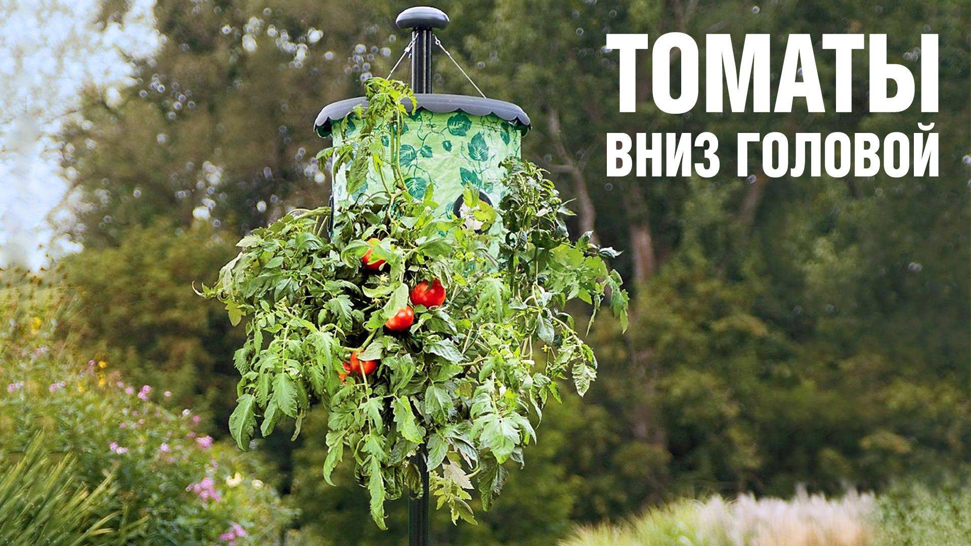 Вверх корнями — необычный способ выращивания томатов