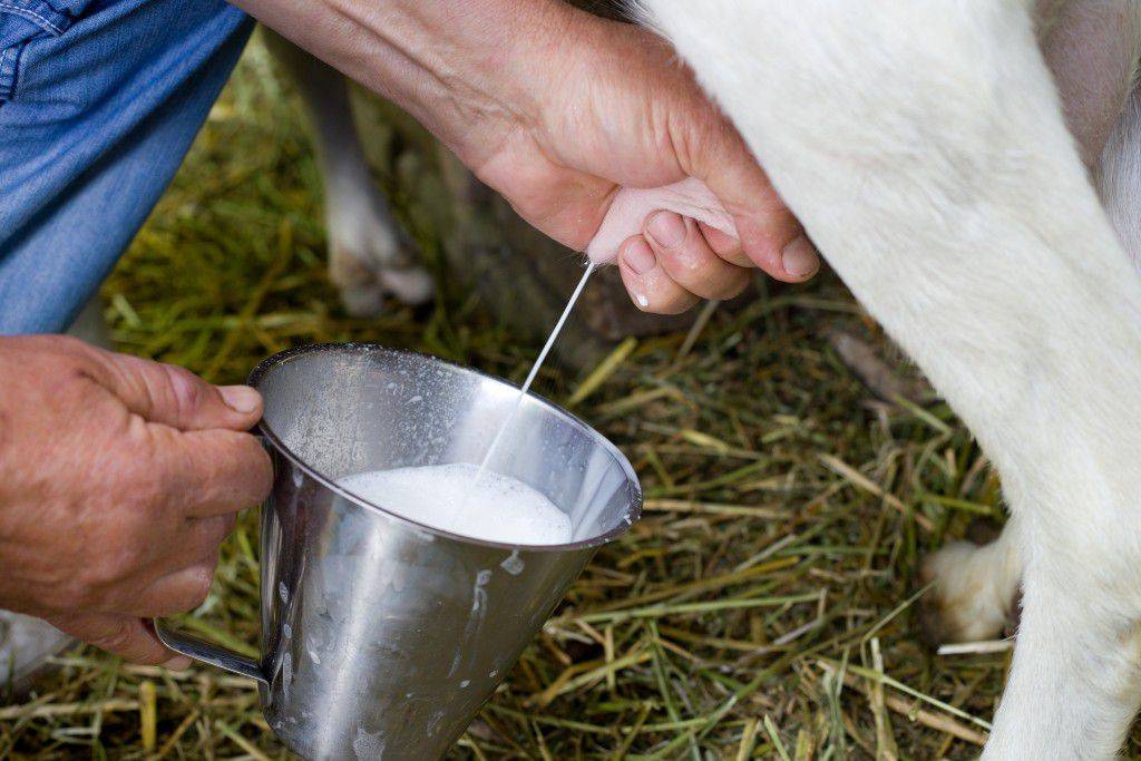 Содержание и кормление коз в домашних условиях