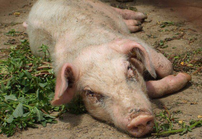 Свинья после опороса не ест: что делать и причины, методы лечения