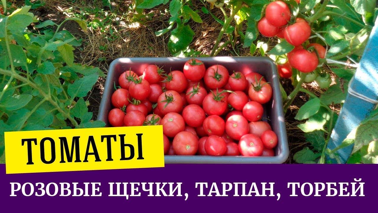 Выращивание с описанием и характеристиками сорта томата Тарпан
