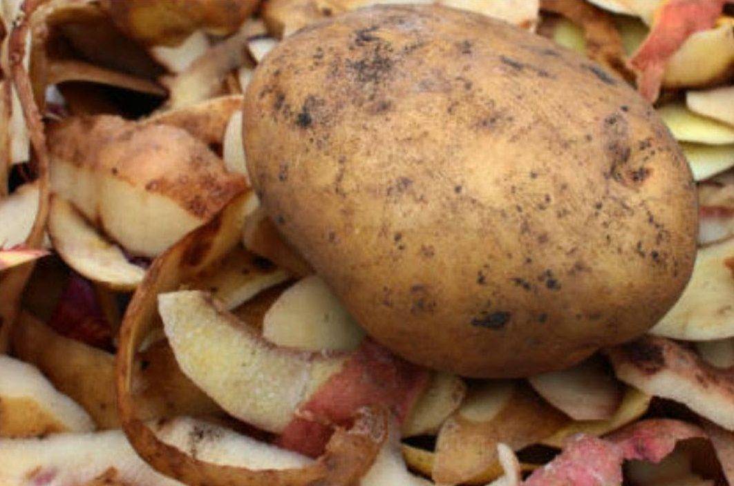 Как использовать картофельные очистки для смородины: лучшее удобрение и правила его использования (110 фото)