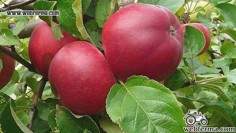 Веньяминовское - новый сорт яблок