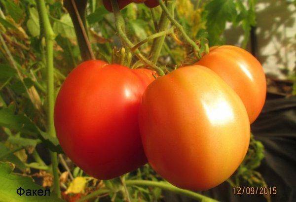 Характеристика сорта томата факел, его урожайность