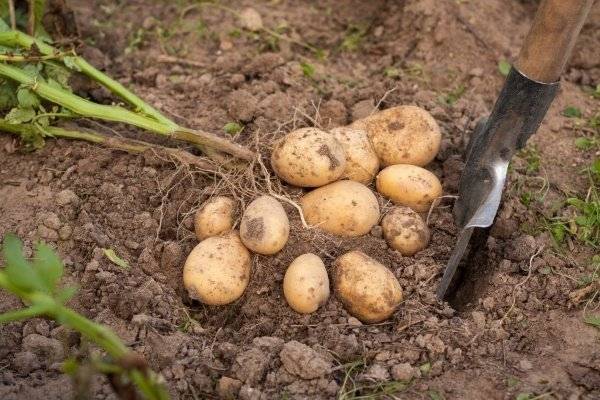 Сколько растет картофель?