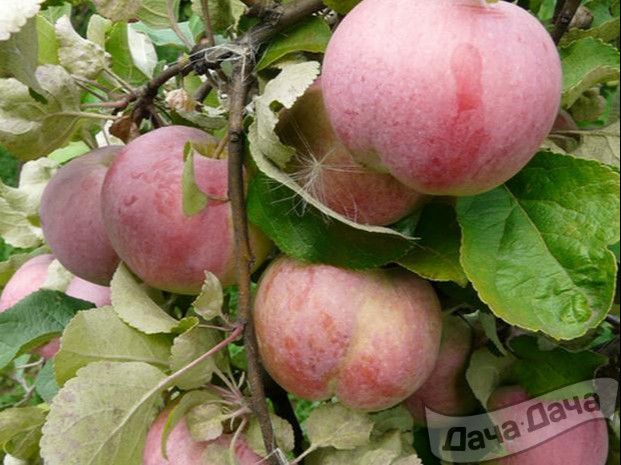 Описание и характеристики яблони сорта Антей, правила посадки и ухода