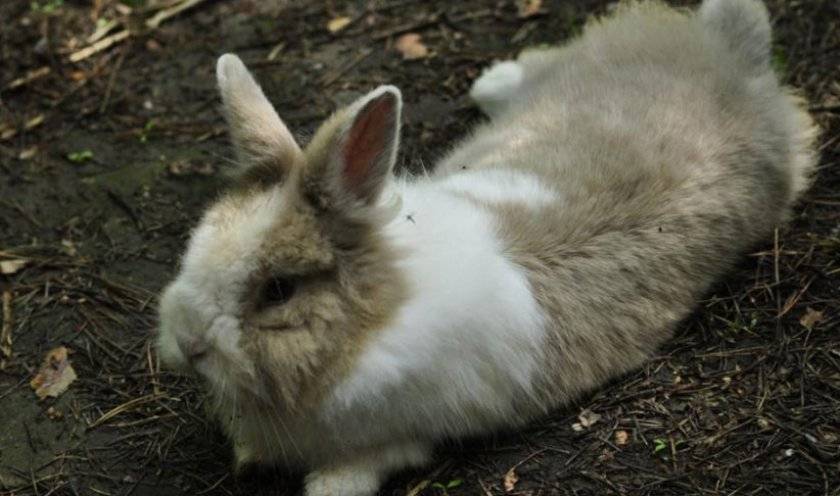Что делать, если у крольчихи отказали задние лапы?