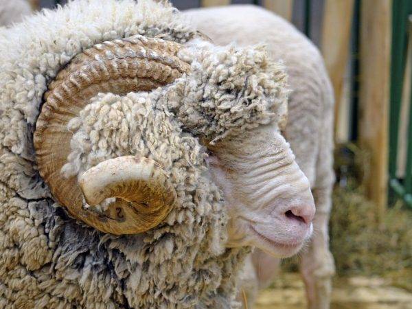 Породы овец: какие бывают и как выбрать?