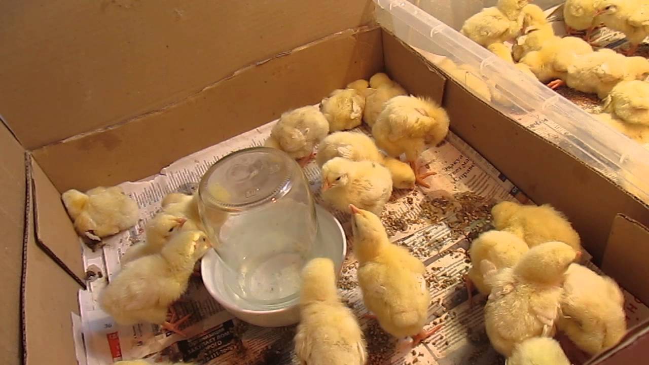 Содержимое аптечки для цыплят и инструкция по применению препаратов