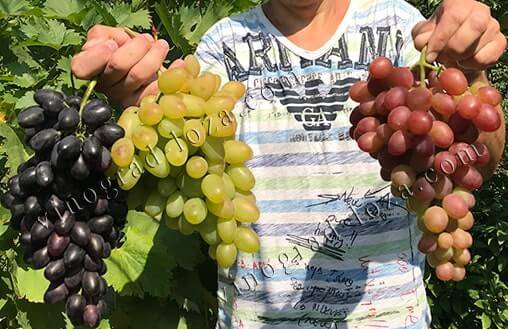 Как спасти замёрзший виноград: методы восстановления и советы опытных виноградарей