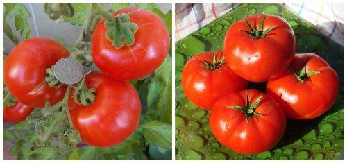 О томате атаман: описание сорта, характеристики помидоров, посев