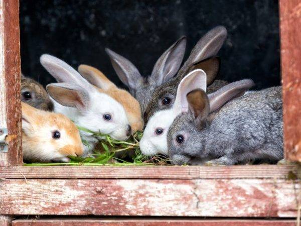 Картошка кроликам: в чем польза и вред, как давать