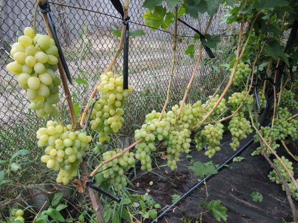 Обработка винограда до и после распускания почек