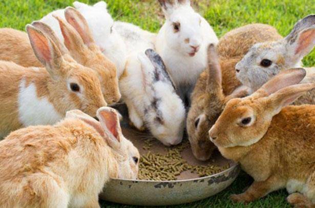 Комбикорм для кроликов: состав, разновидности и отзывы. состав полнорационного комбикорма для кроликов в домашних условиях