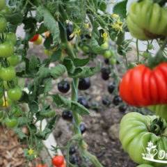 Получаем богатый урожай даже в неблагоприятных погодных условиях, выращивая томат «алтайский шедевр»
