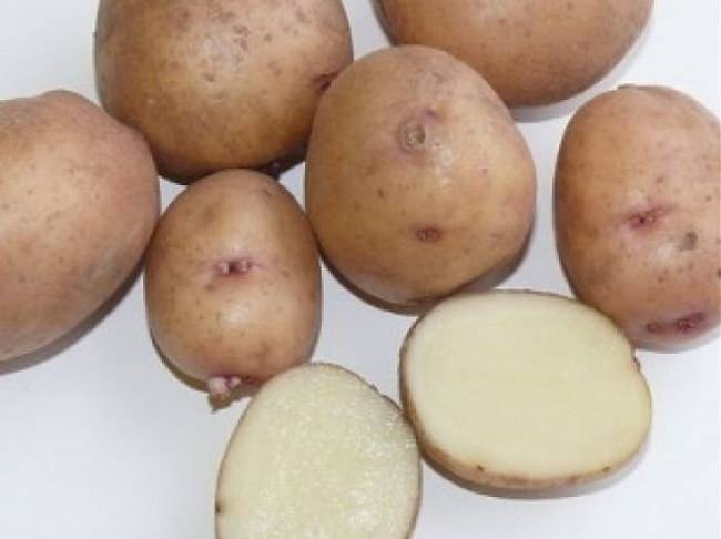 Картофель аврора : описание сорта, посадка и уход
