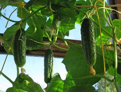 Технология выращивания огурцов на балконе и подоконнике