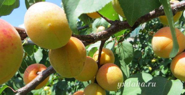Почему абрикос не плодоносит, что делать с отсутствием урожая